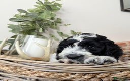 Cockapoo dogs for sale:  cockapoo puppies **READY GO GO** - Image 31