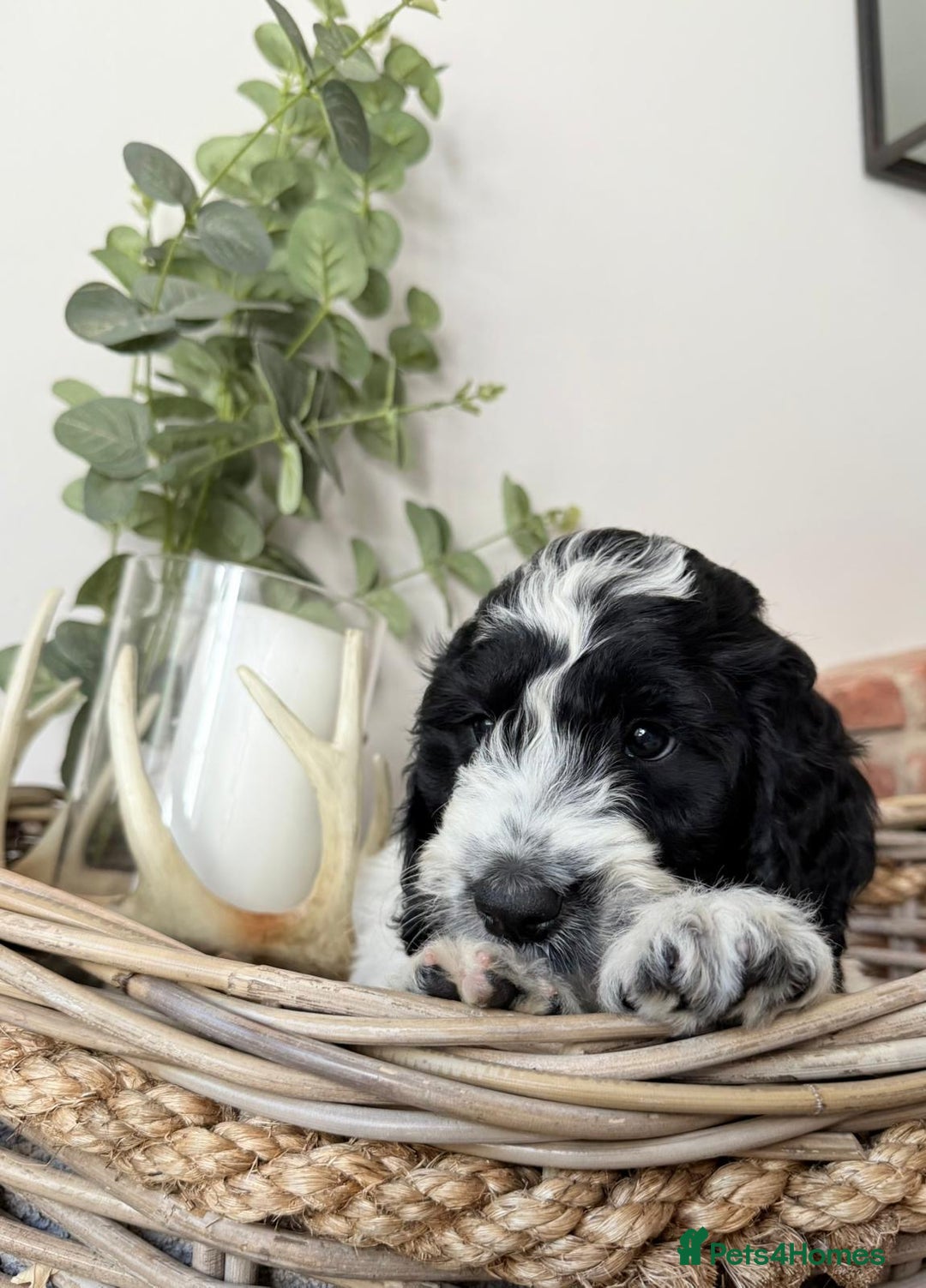 Cockapoo dogs for sale:  cockapoo puppies **READY GO GO** - Image 31
