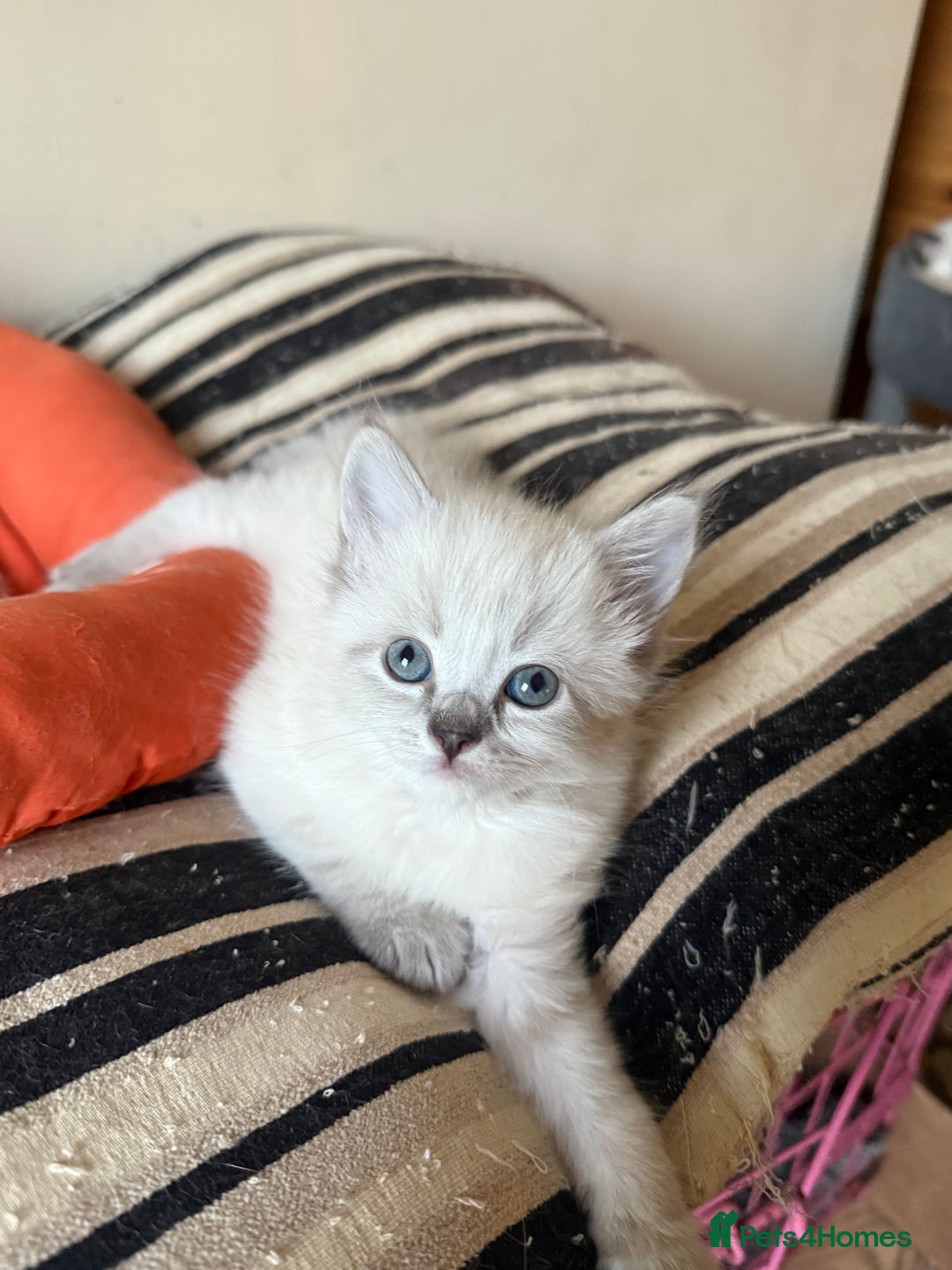 Ragdoll cats for sale: ADORABLE RAGDOLL KITTENS - READY NOW - Image 5
