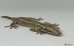 Gecko reptiles for sale: Gargoyle Geckos  - Image 8