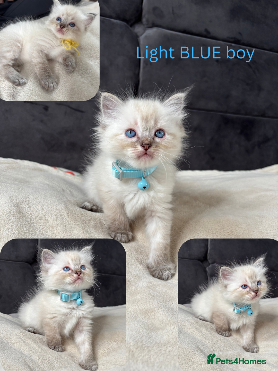 Ragdoll cats for sale: 6 beautiful PURE ragdolls - Image 8