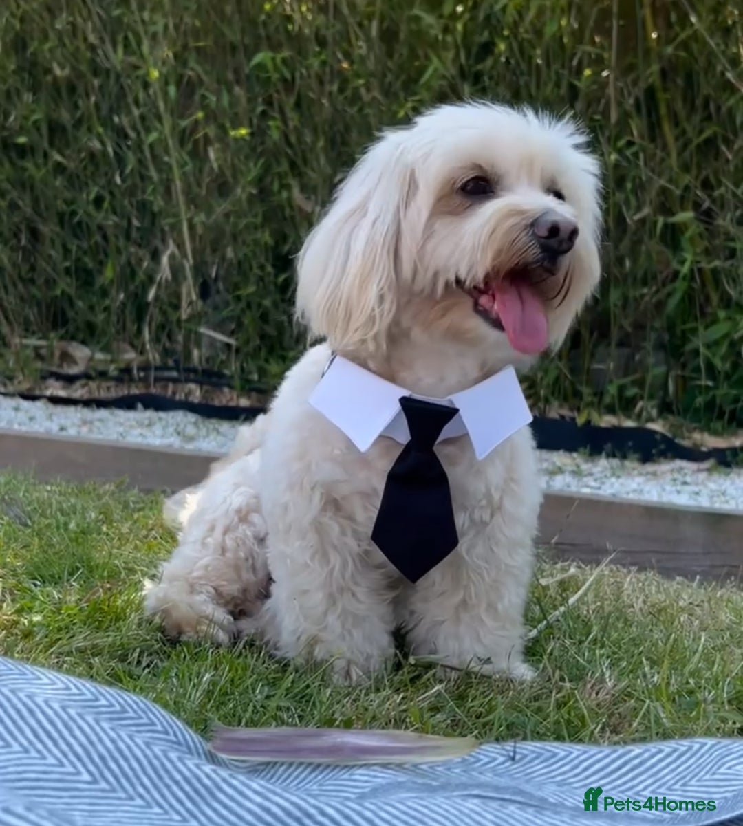 Maltipoo dogs for stud: Pudding - Image 2