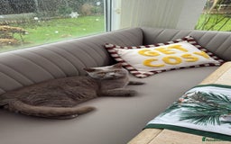 British Shorthair cats for sale: Calm & Loving British Shorthair - Image 3