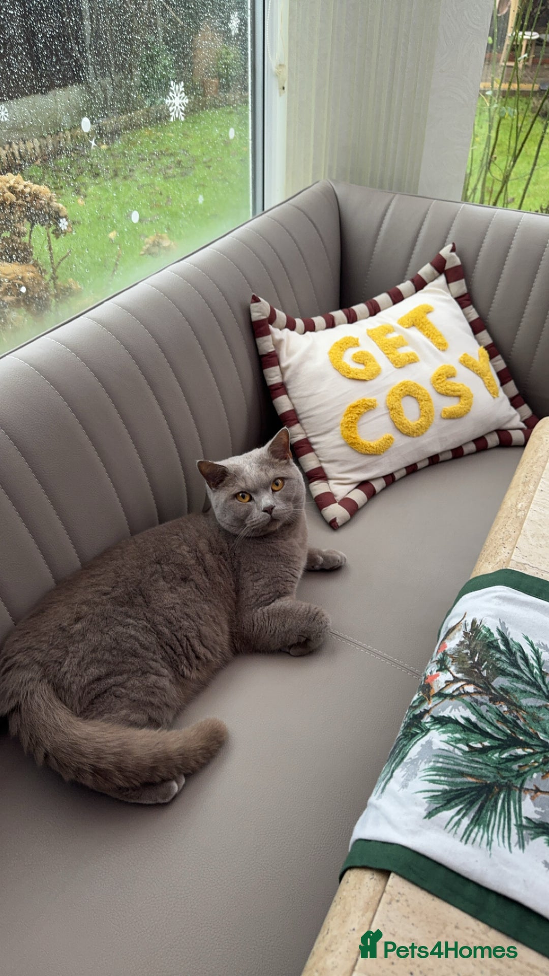 British Shorthair cats for sale: Calm & Loving British Shorthair - Image 3