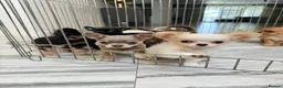 Chihuahua dogs for sale: Four Tiny Hearts,Personalities Beautiful Chihuahua in Liverpool - Advert 2