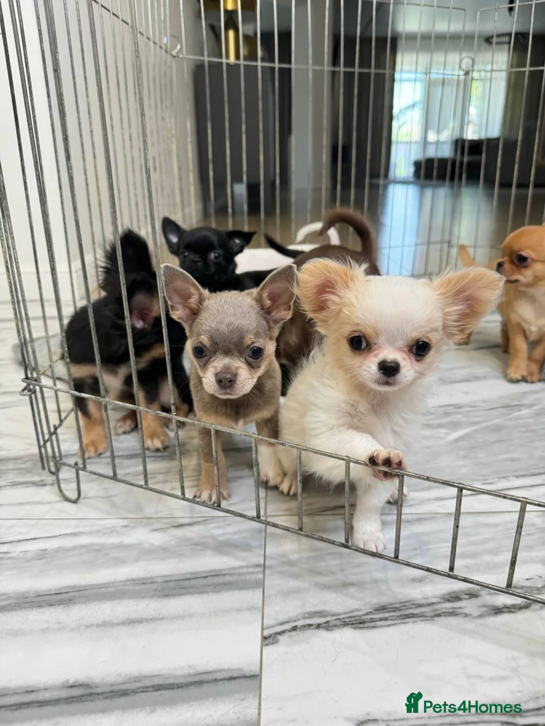 Chihuahua dogs for sale: Four Tiny Hearts,Personalities Beautiful Chihuahua in Liverpool - Advert 2