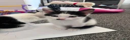 Mixed Breed cats for sale: 5 kittens for sale  in Slough - Advert 5