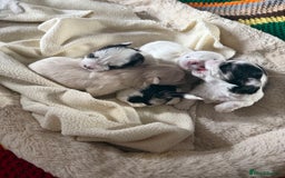 Morkie dogs for sale: +44 7794 219509 Mini morkie for sale  - Image 4