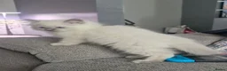 Ragdoll cats for sale: Beautiful ragdoll kittens - Advert 18