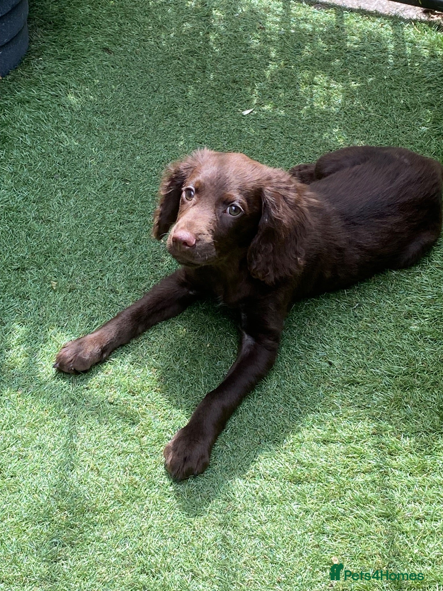 Cocker Spaniel dogs Chocolate cocker spaniel boy 13 weeks  - Advert 1