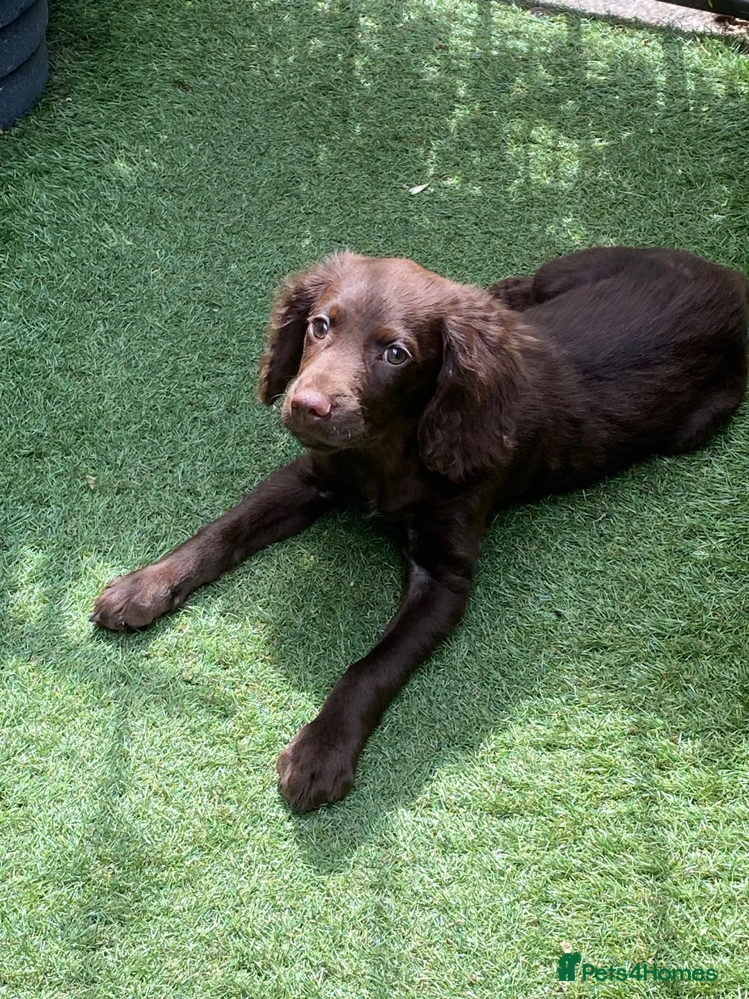Cocker Spaniel dogs for sale: Chocolate cocker spaniel boy 13 weeks  - Advert 1