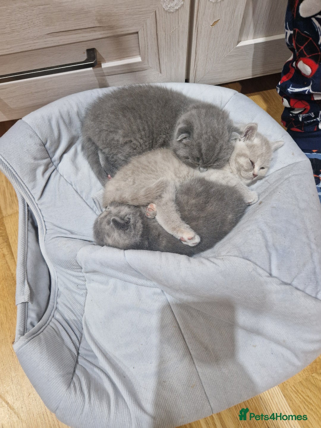 Scottish Fold cats for sale: Scottish fold, straight girls, boys, lilac blue  - Advert 15