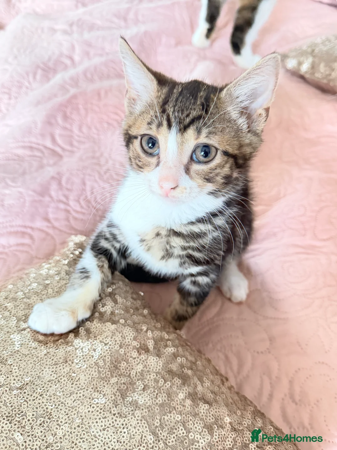 British Shorthair cats for sale: Purr-fect  **  Kittens Ready for new home - Advert 17