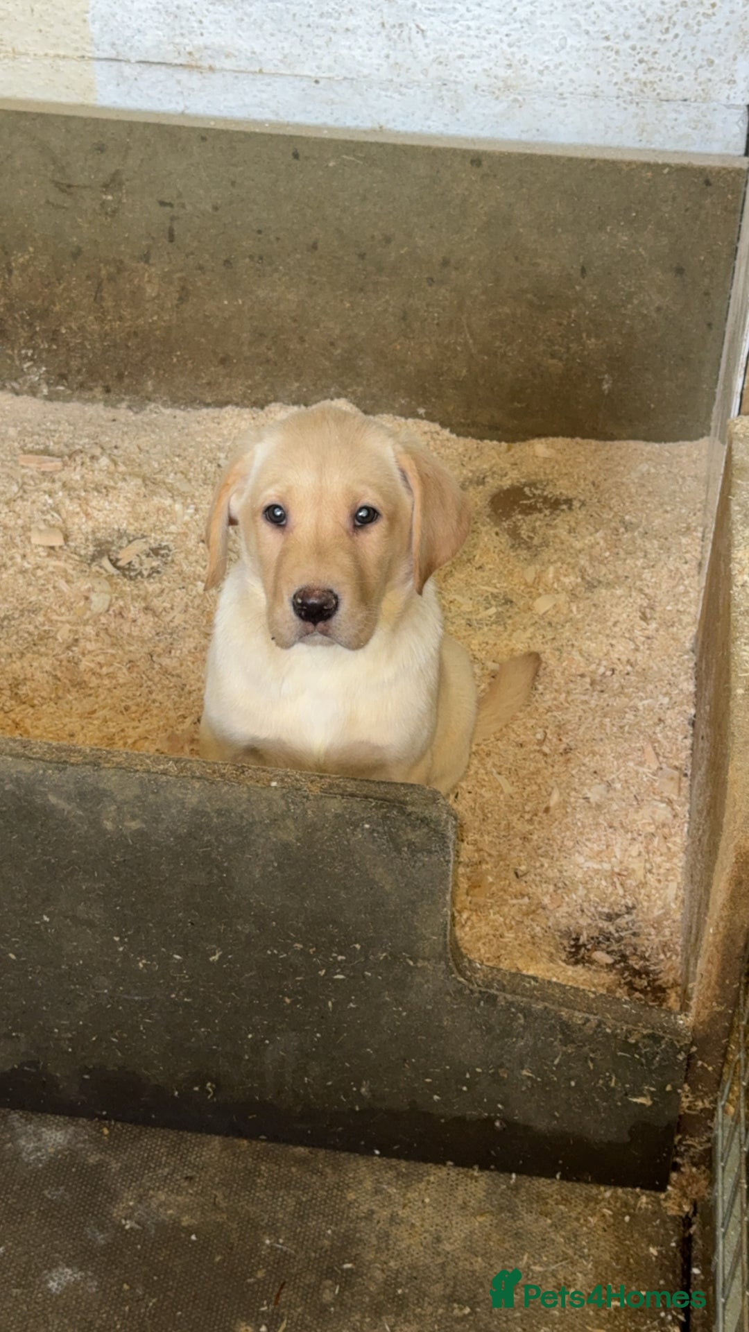 Labrador Retriever dogs for sale: 1 yellow GIRL LEFT KC reg LABRADOR PUPS - Image 3