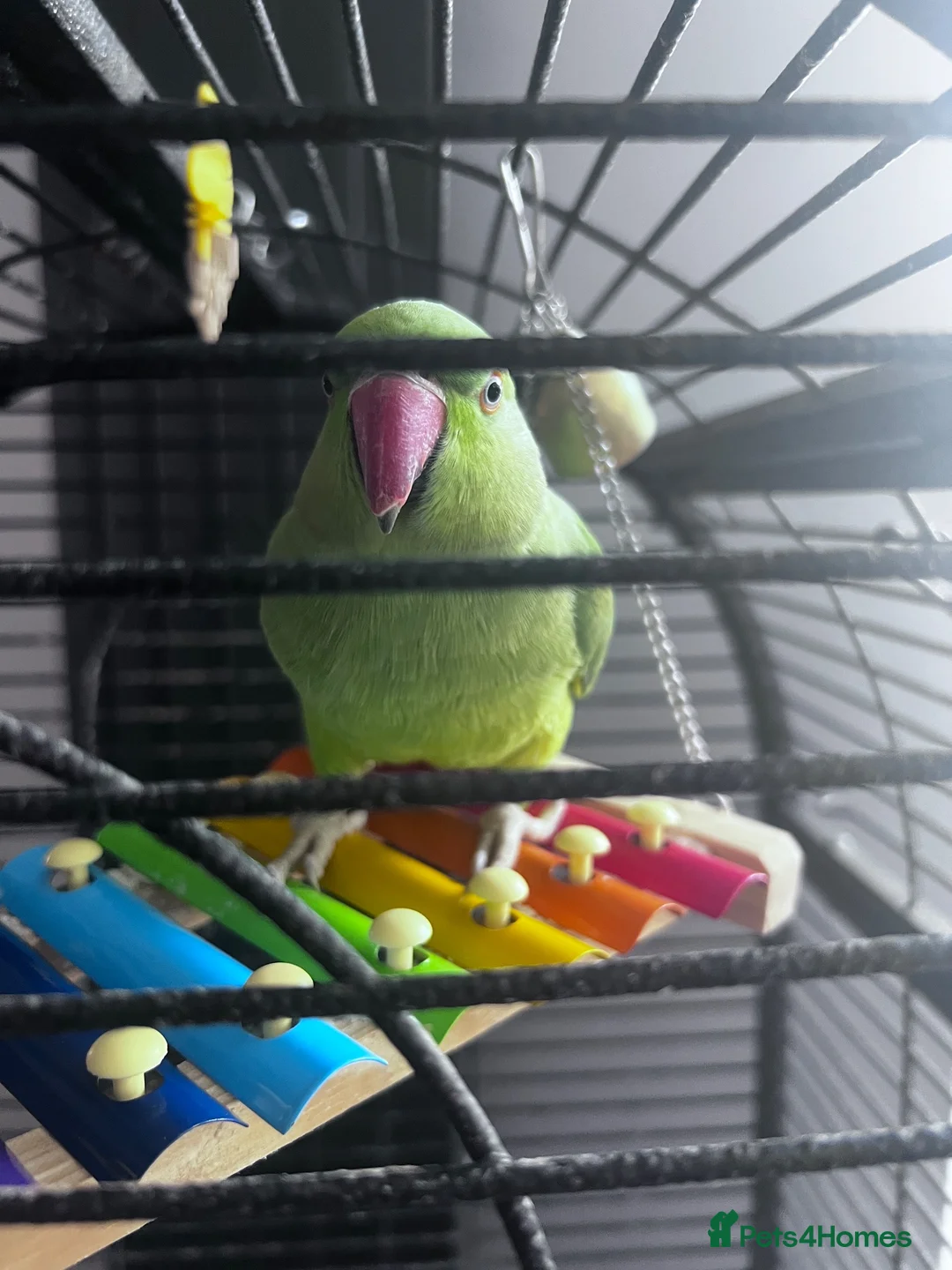 Ringnecks birds for sale: Male Ringneck - Advert 2