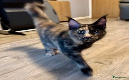 Maine Coon cats for sale: 2 Large Tica Maine Coon Kittens - Image 21