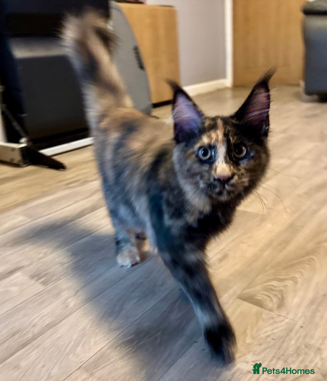 Maine Coon cats for sale: 2 Large Tica Maine Coon Kittens - Image 21