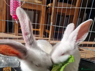 Continental Giant rabbits Continental Giant White - Advert 13