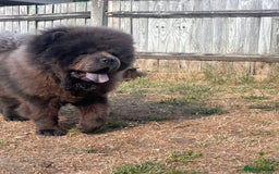 Chow Chow dogs for sale: Chow chow  - Image 5