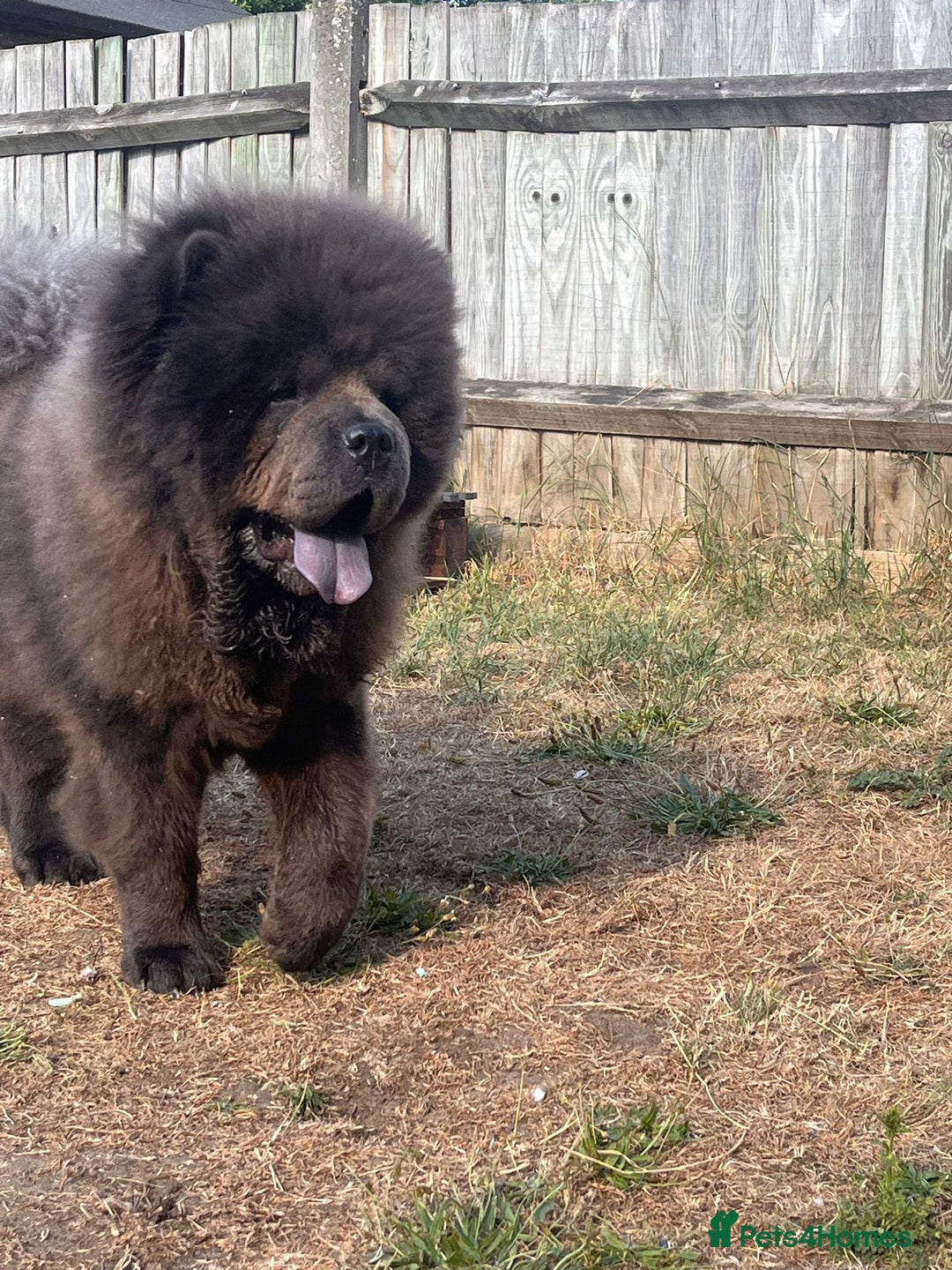 Chow Chow dogs for sale: Chow chow  - Image 5