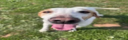 Mixed Breed dogs for adoption: Oscar is ready for his forever sofa! - Advert 2