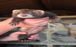 Ferret rodents for sale: ferret kits hobs and jills for sale - Image 3