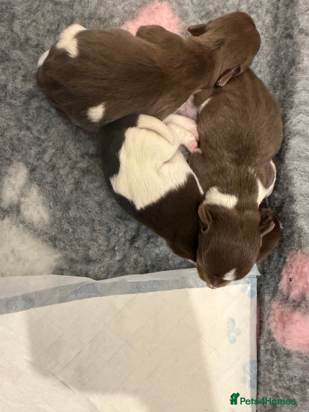 Jack Russell dogs for sale: Miniature Jack Russell pups - Advert 5