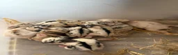 Mixed Breed rabbits for sale: 8x Mini lion lop bunnies - Advert 5