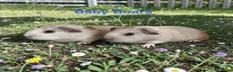 Guinea Pig rodents for sale: Bonded Pairs Of Baby Boars Lots Available Tweeds - Advert 1