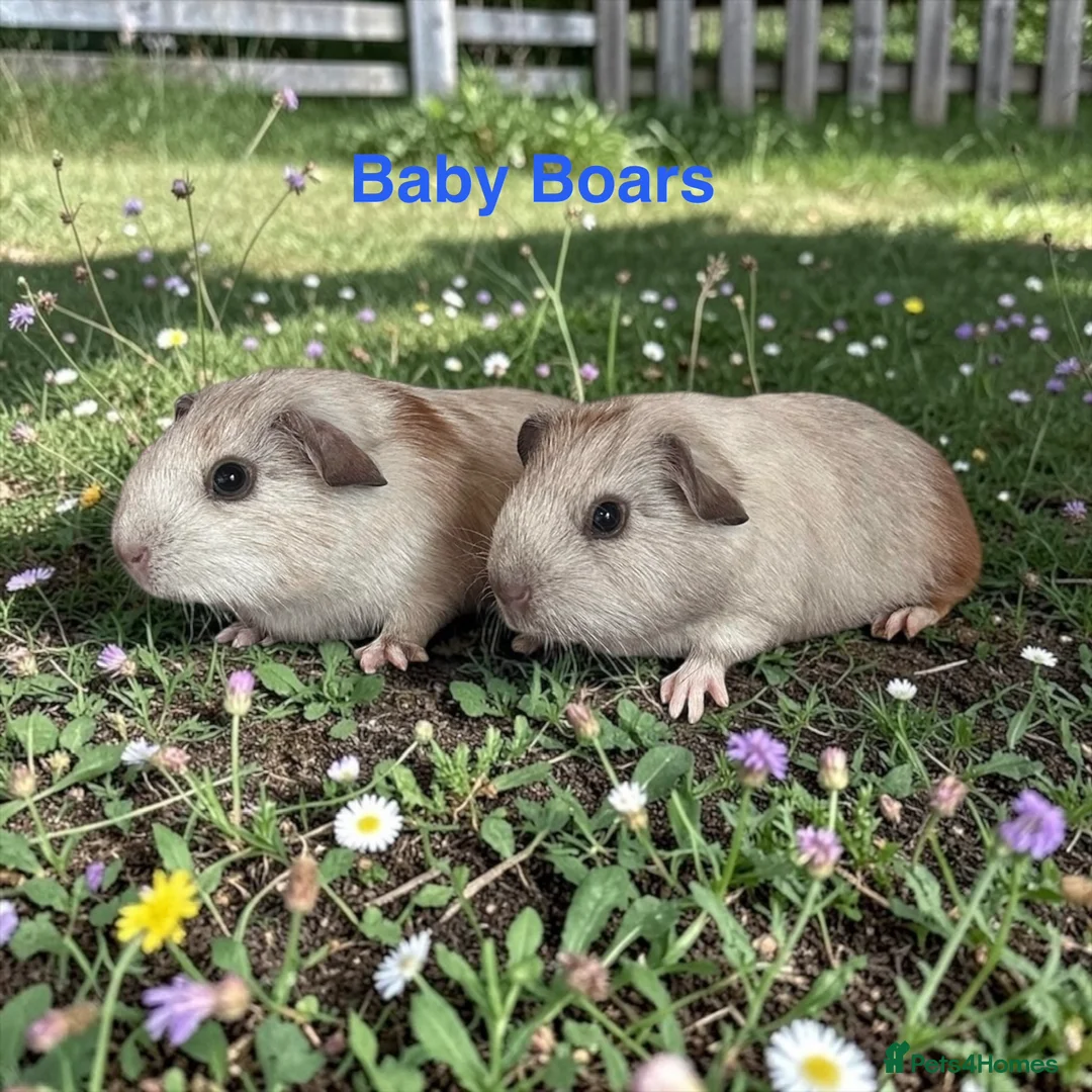 Guinea Pig rodents for sale: Bonded Pairs Of Baby Boars Lots Available Tweeds - Advert 1