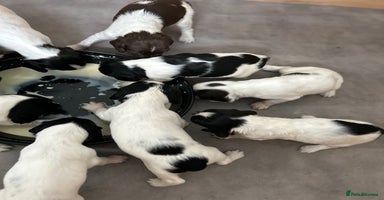 English Springer Spaniel dogs - Advert 3