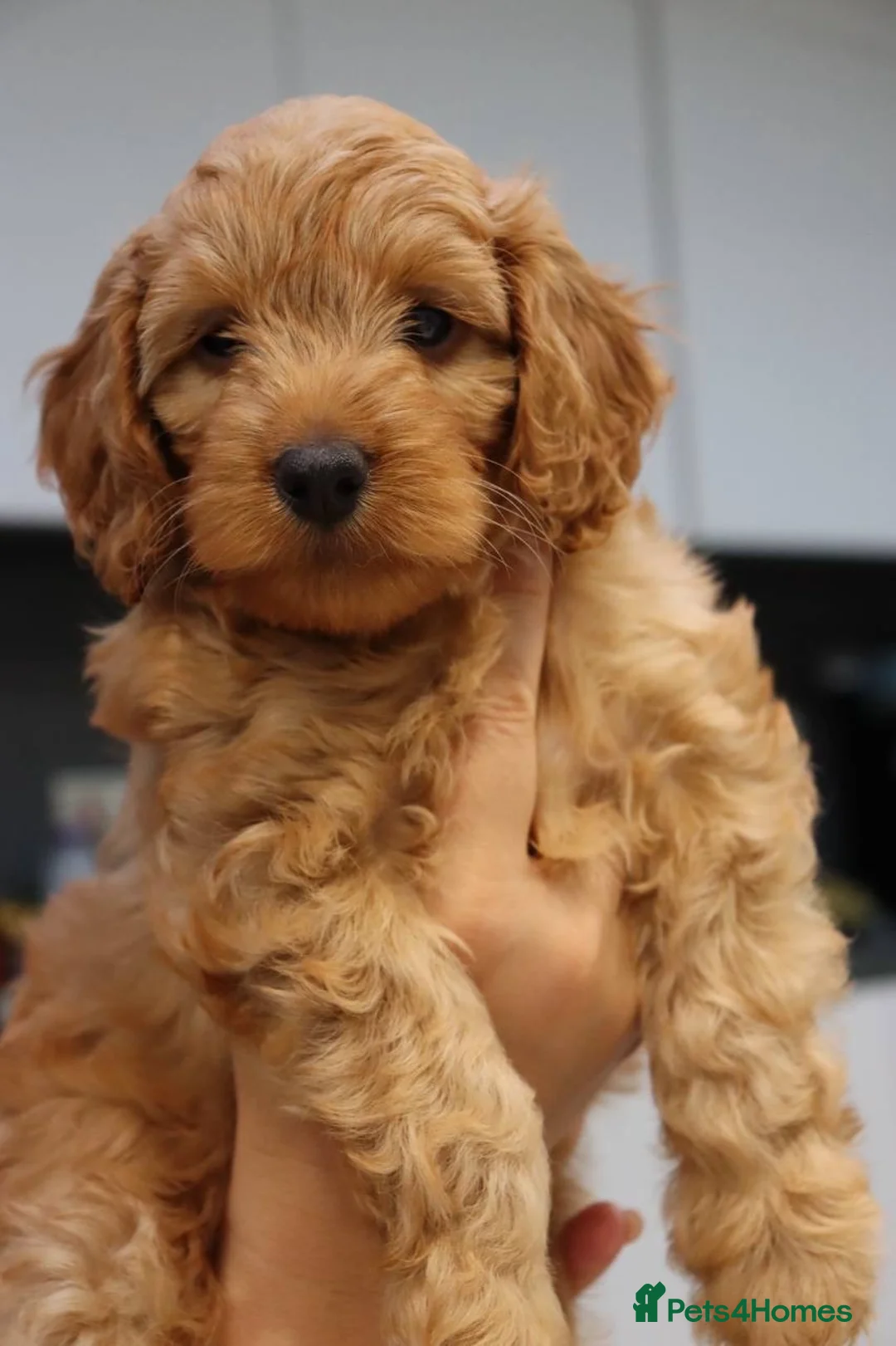 Cockapoo dogs for sale: Stunning F1 puppies Champions Bloodlines  - Advert 1