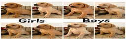 Labrador Retriever dogs for sale: *READY NOW* Stunning KC girls, tested&many FTCH/Ws - Advert 11