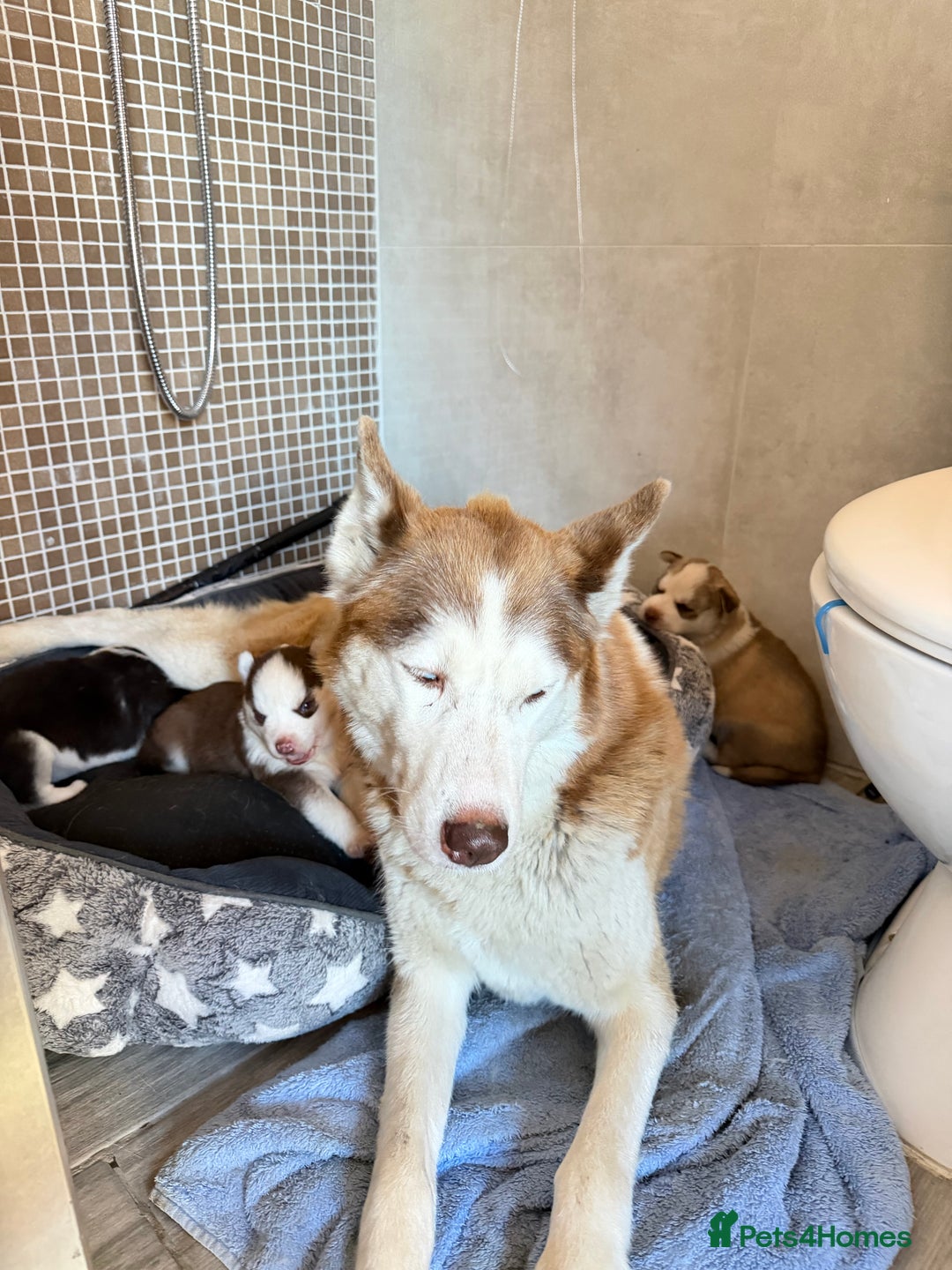 Siberian Husky dogs for sale: Adorable Siberian Husky puppies born December 14th - Advert 14