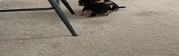 Yorkshire Terrier dogs for sale: Yorkshire Terrier puppy - Advert 7