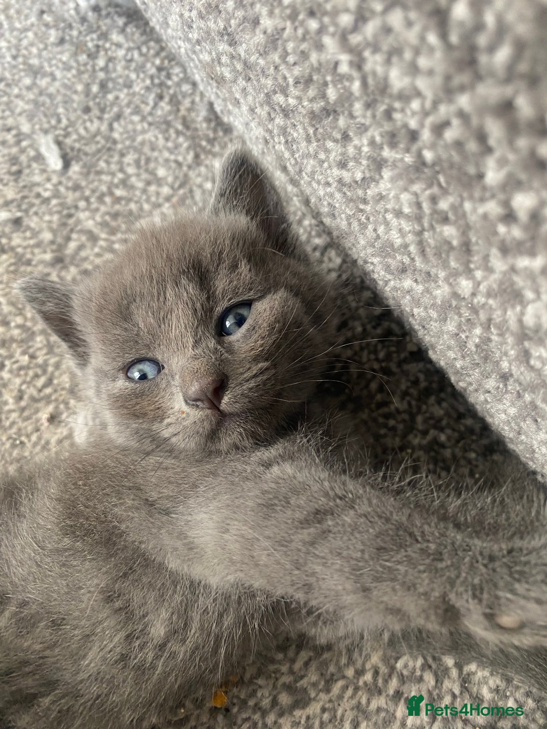 Russian Blue cats for sale: Russian Blue X British Shorthair Kittens - Image 14