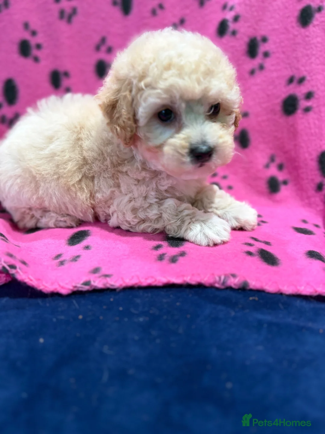 Poochon dogs for sale: Cute litter of puppies  - Advert 10