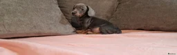 Miniature Dachshund dogs for sale: Ready to Leave  2 male 1 female in Bradford - Advert 5