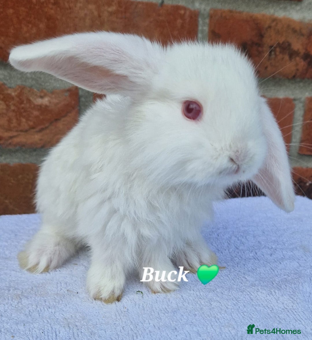 French Lop rabbits for sale: Beautiful French Lops - Image 2