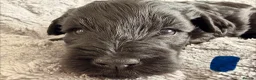 Miniature Schnauzer dogs for sale: Chunky, stunning litter of miniature schnauzers  - Advert 16