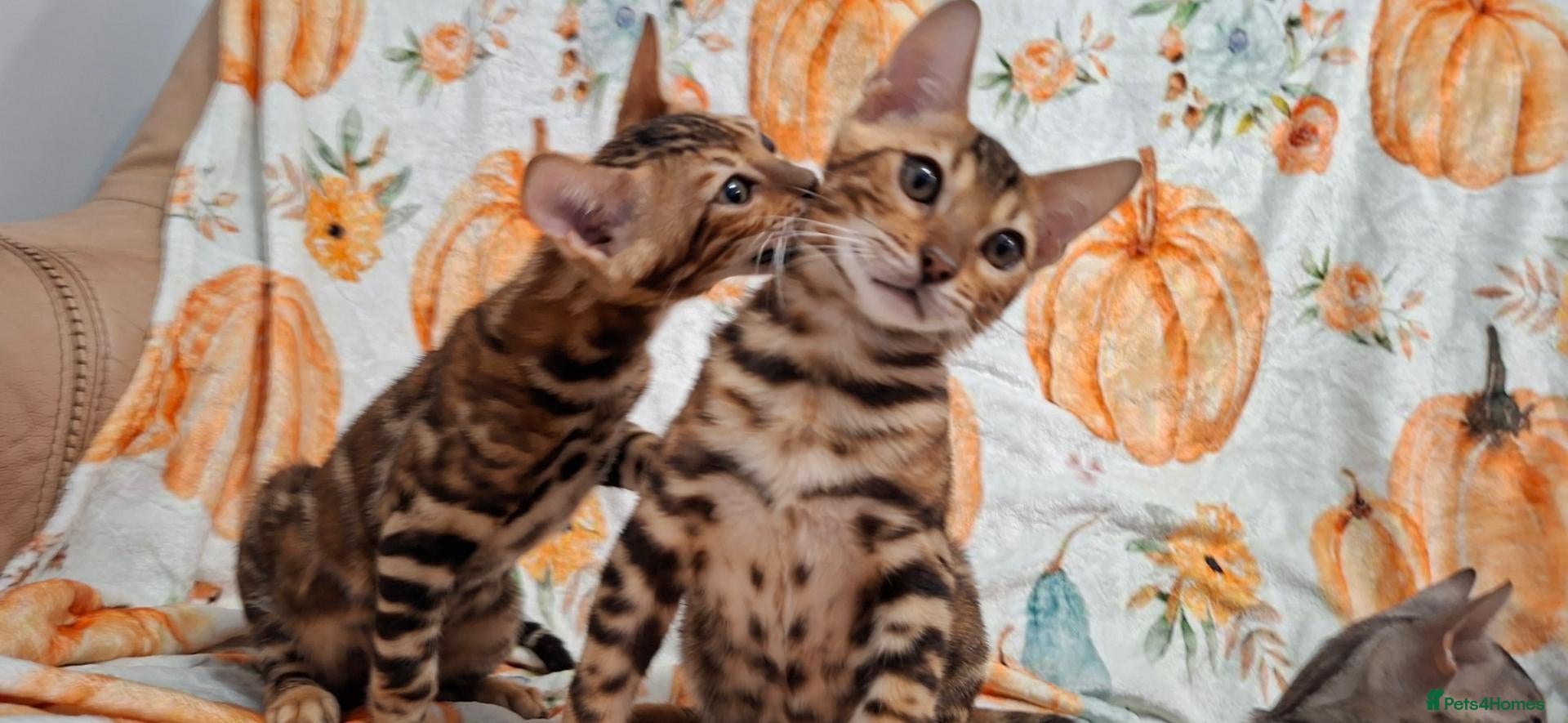Bengal cats Stunning Bengal Kittens  - Advert 3