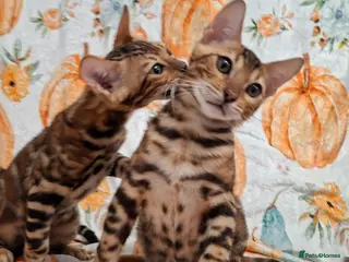 Bengal cats Stunning Bengal Kittens - Advert 3