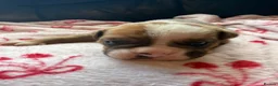 Mixed Breed dogs for sale: Old tyme/ old english bulldogs - Advert 9