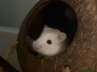 Hamster rodents Male roborovski dwarf hamster - Advert 2