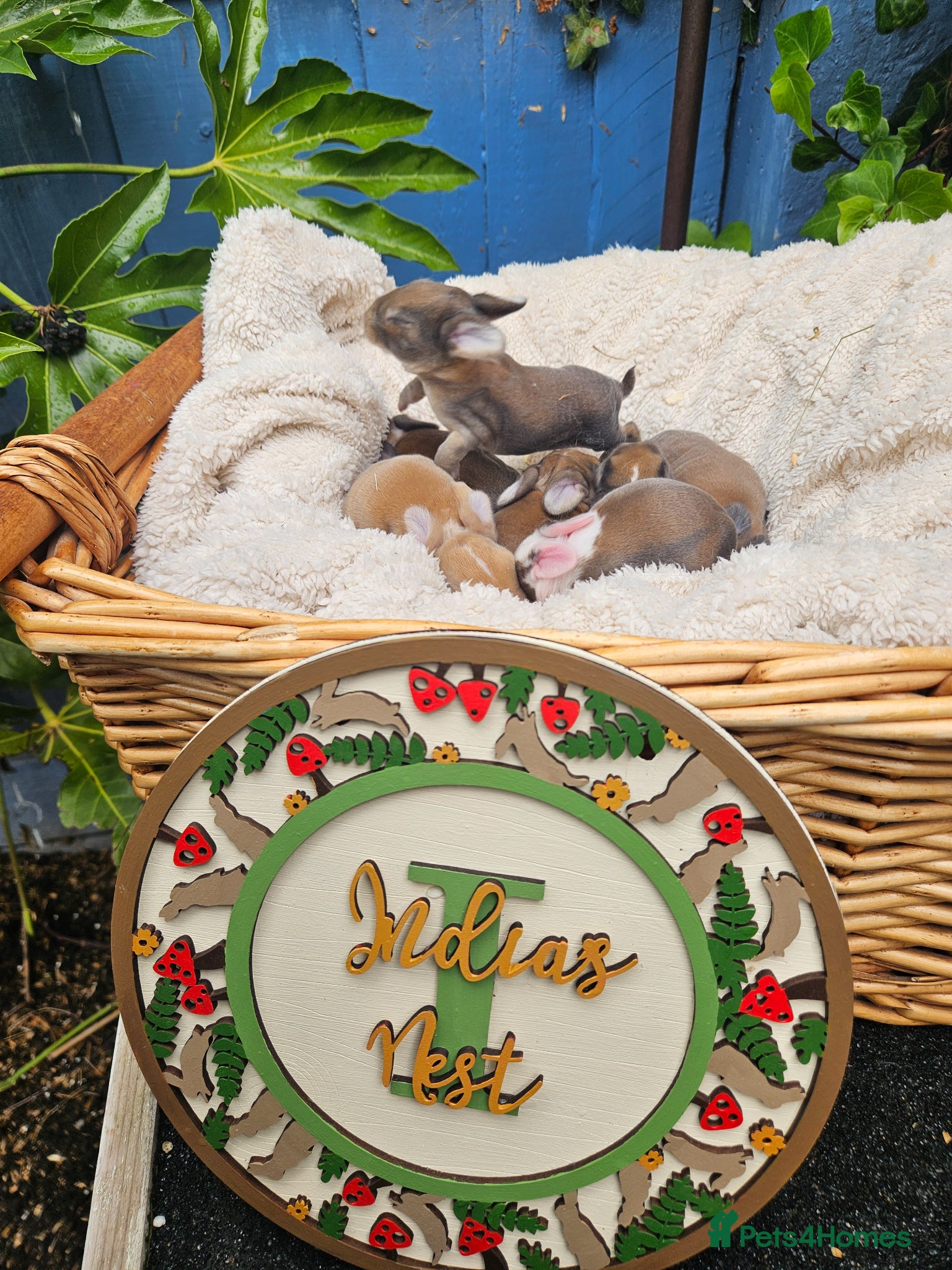 Mini Lop rabbits SOLD Mini Plush Lops - Suffolk - Advert 2