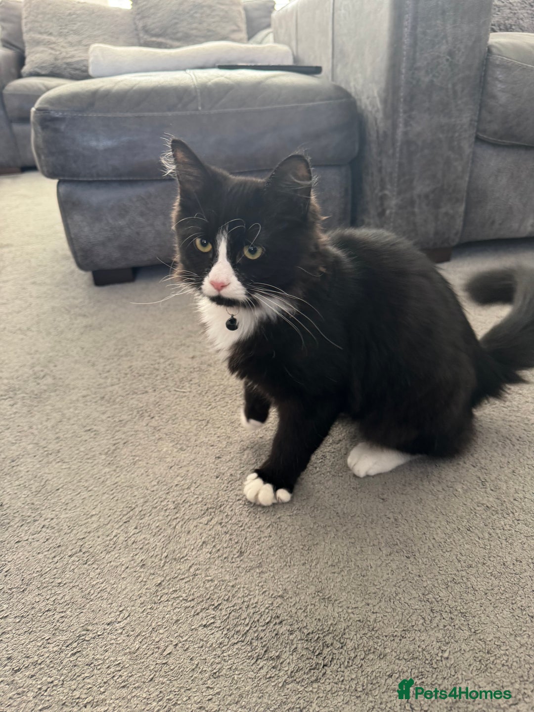 Mixed Breed cats for sale: Siberian Nevada mixed breed kittens  - Advert 2