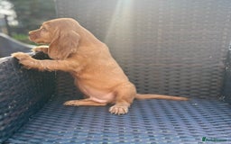 Cocker Spaniel dogs for sale: Lovely cocker spaniel litter of 3 💗 - Image 4