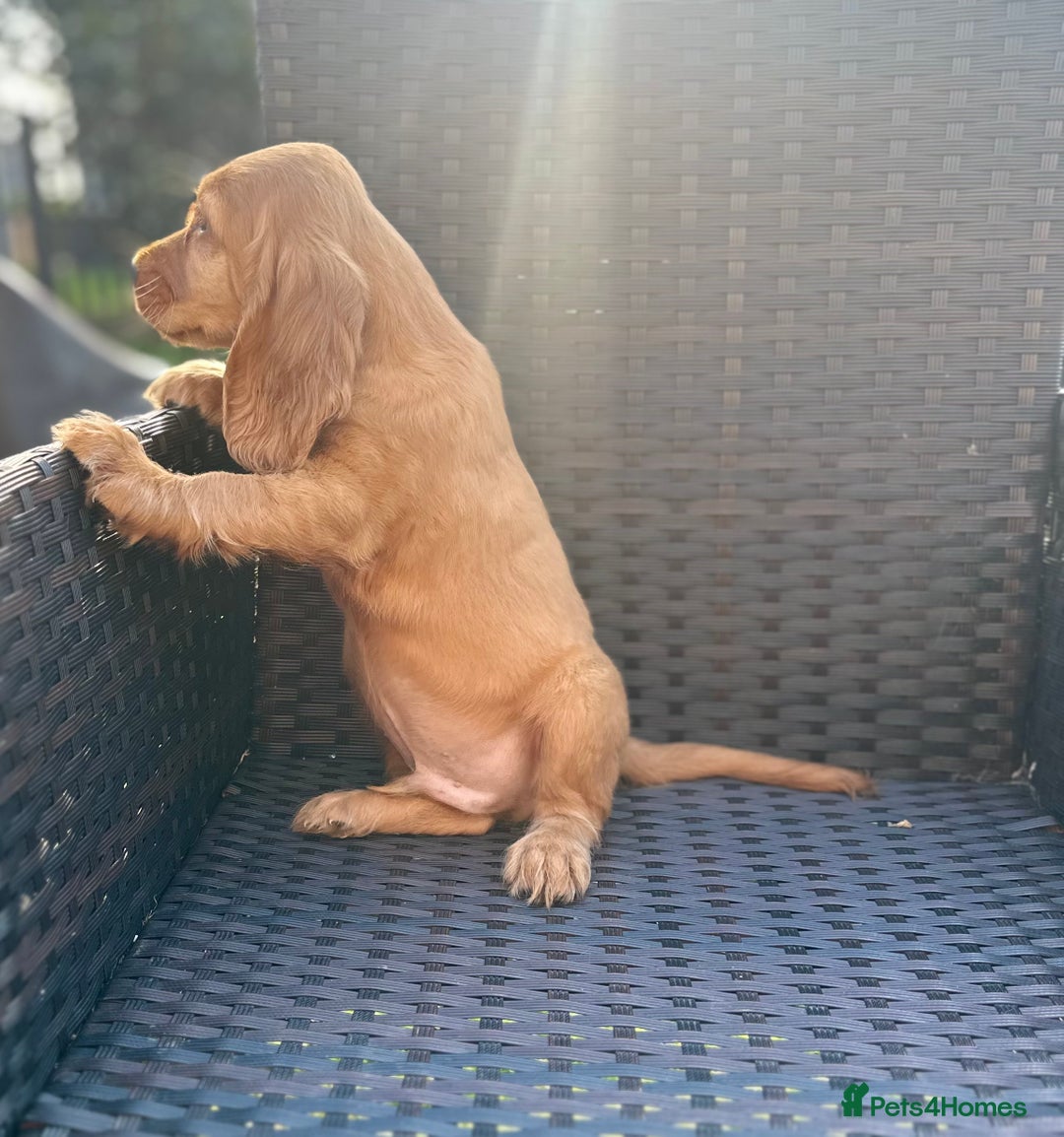 Cocker Spaniel dogs for sale: Lovely cocker spaniel litter of 3 💗 - Image 4