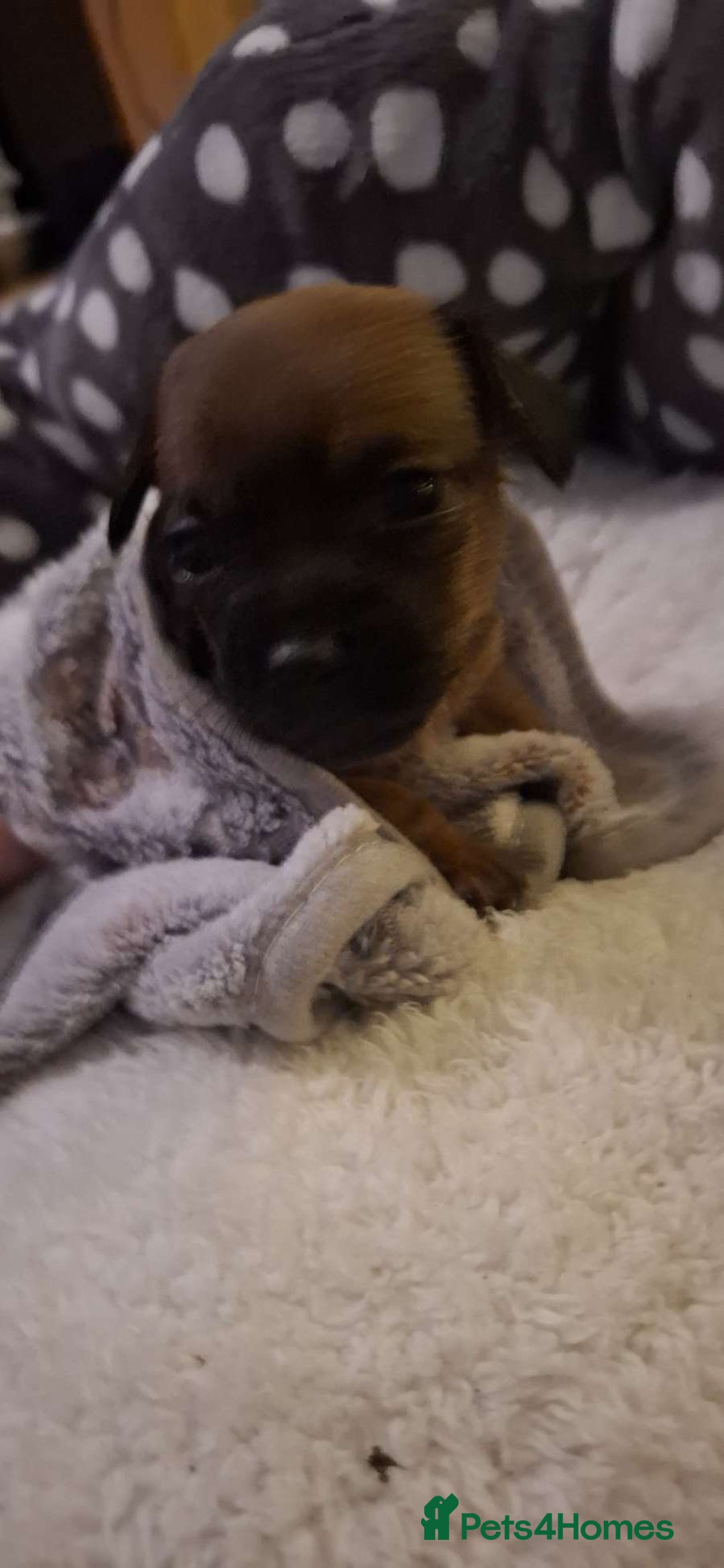 Mixed Breed dogs for sale: Adorable Frenchie Chiweenie Puppies - Advert 11