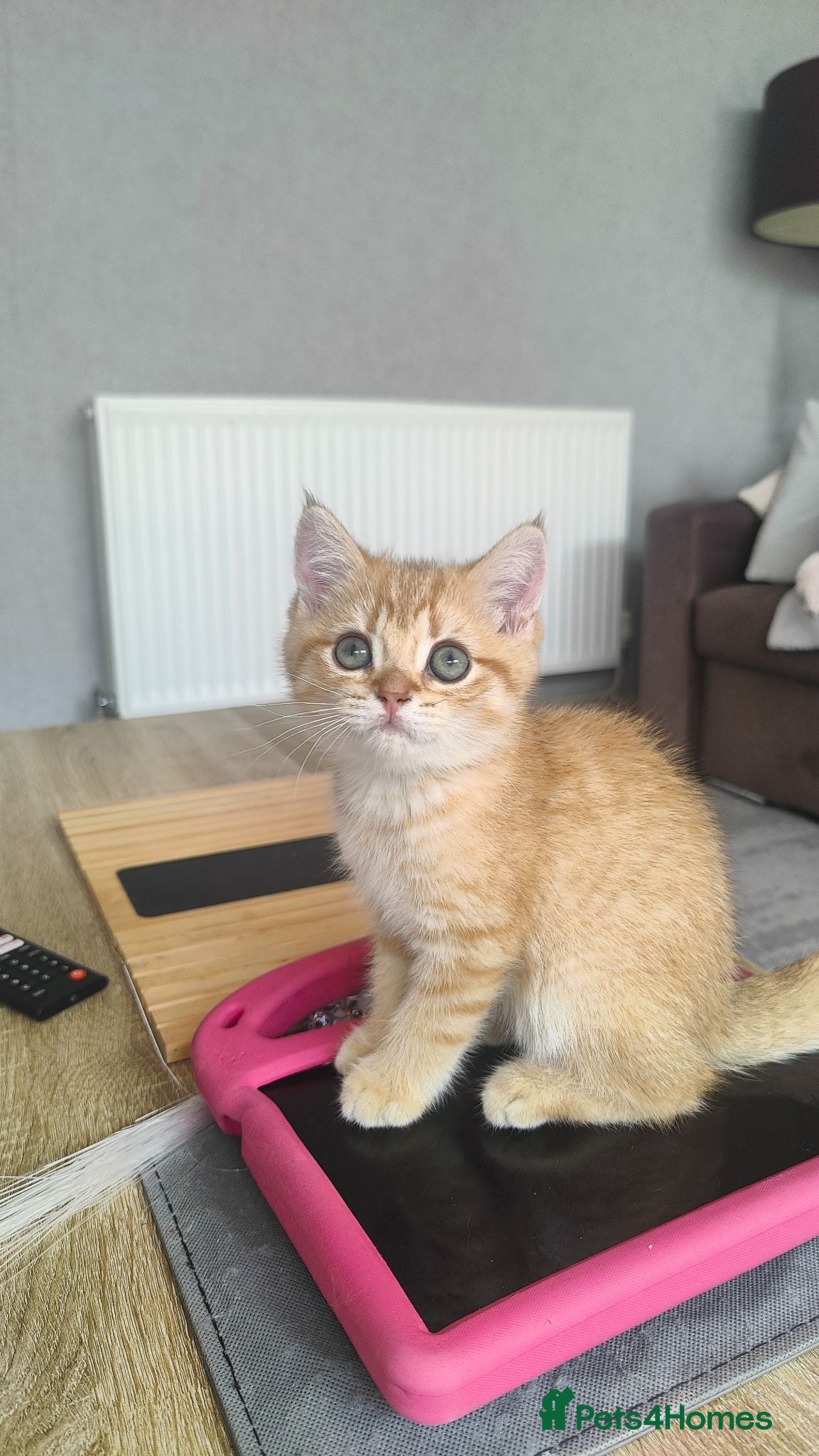 British Shorthair cats Beautiful British Shorthair Kittens for Sale  - Advert 17